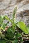 Arctic Willow (male) foliage & ament detail