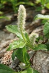 Arctic Willow (male) foliage & ament detail