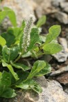 Arctic Willow (female) foliage & ament detail