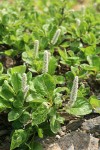 Arctic Willow (female) foliage & aments