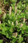 Arctic Willow (female) foliage & aments