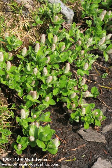 Salix arctica