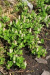 Arctic Willow (female)