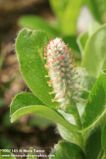 Salix arctica