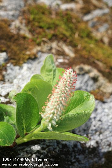 Salix arctica