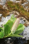 Arctic Willow (female) ament & foliage