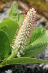 Arctic Willow (female) ament & foliage detail