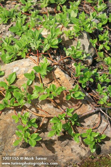 Salix arctica