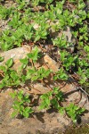 Arctic Willow (male)