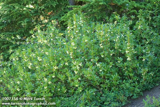 Rhododendron albiflorum