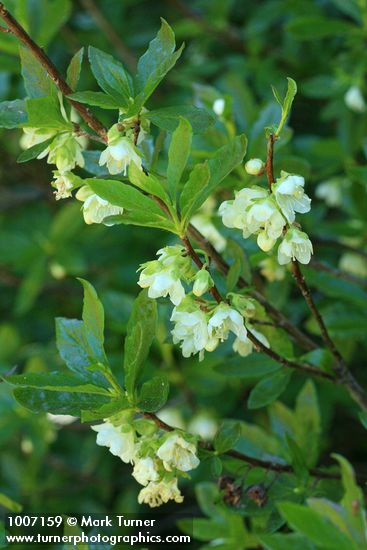 Rhododendron albiflorum