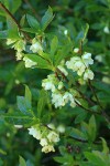 White Rhododendron blossoms & foliage