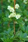 White Rhododendron blossoms & foliage