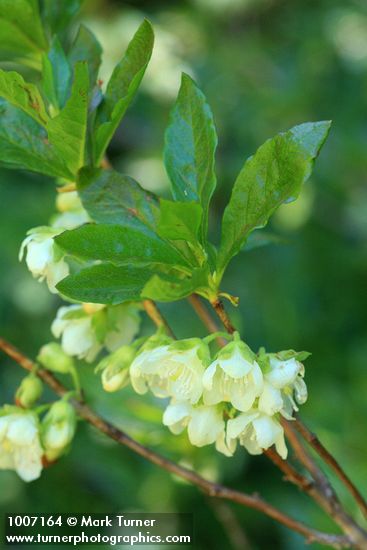 Rhododendron albiflorum