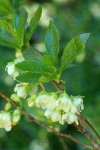 White Rhododendron blossoms & foliage