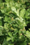 Grayleaf Willow (female) foliage & aments