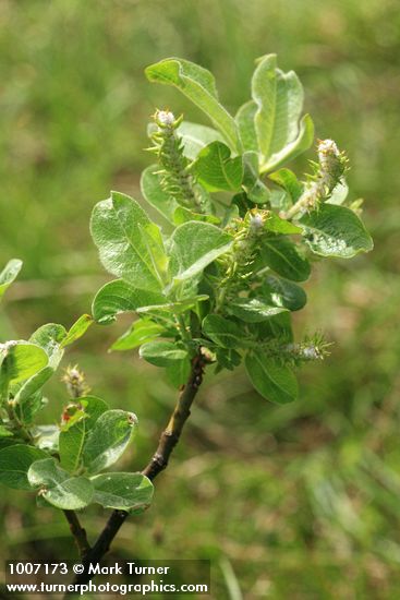 Salix glauca