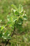 Grayleaf Willow (female) foliage & aments