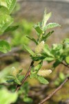 Grayleaf Willow (male) foliage & aments