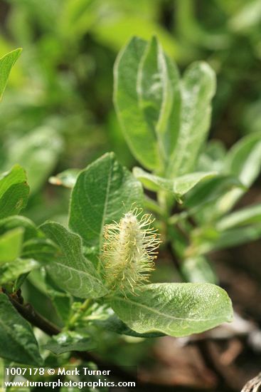 Salix glauca