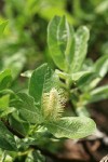 Grayleaf Willow (male) foliage & ament detail