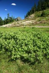 Grayleaf Willow in sedge meadow