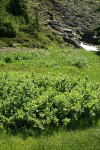 Grayleaf Willow in sedge meadow