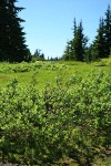 Grayleaf Willow in sedge meadow