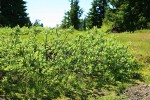 Grayleaf Willow in sedge meadow