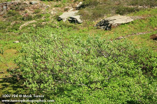 Salix barclayi; S. arctica