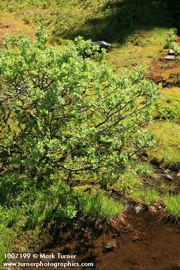 Salix barclayi