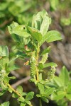 Barclay's Willow (female) aments & foliage