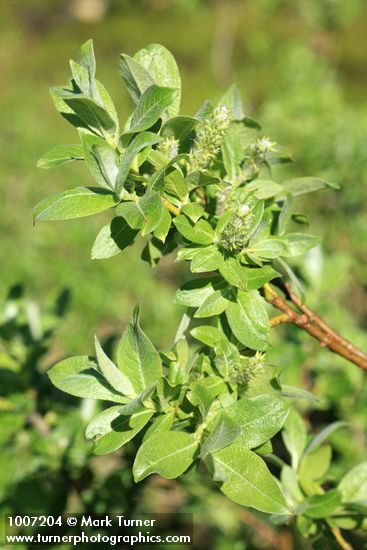 Salix barclayi