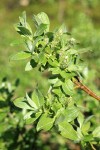 Barclay's Willow (female) aments & foliage