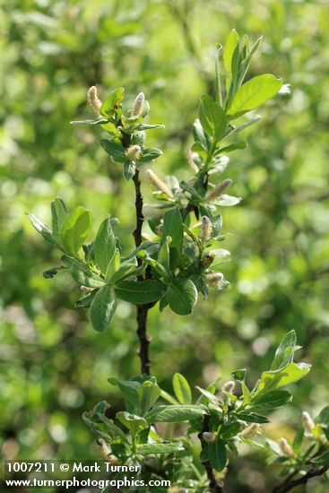 Salix barclayi