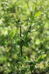 Barclay's Willow (male) aments & foliage