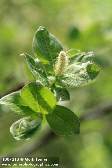 Salix barclayi