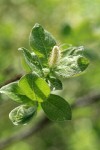 Barclay's Willow (male) ament & foliage detail