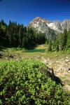 Mountain Hemlocks, Subalpine Firs by small tarn w/ Arctic Willow fgnd, Mt. Larrabee bkgnd