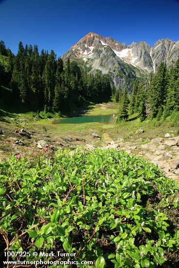 Salix arctica; Tsuga mertensiana; Abies lasiocarpa