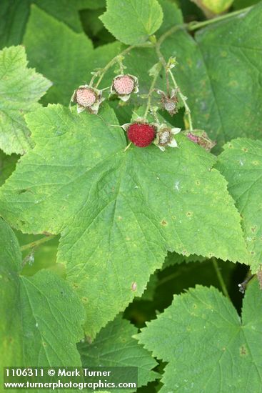 Rubus parviflorus