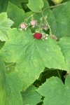 Thimbleberry fruit among foliage