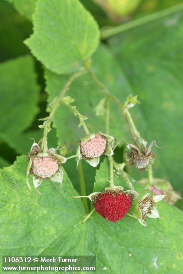 Rubus parviflorus