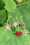 Thimbleberry fruit among foliage