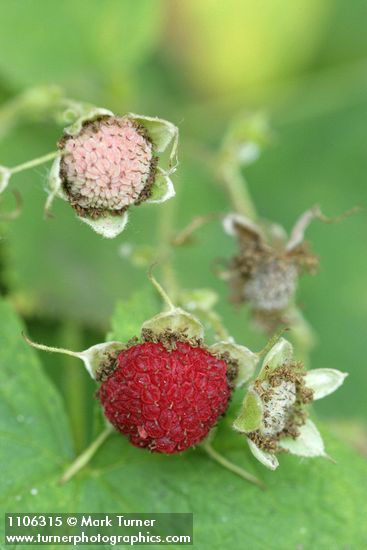 Rubus parviflorus