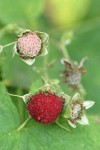 Thimbleberry fruit detail