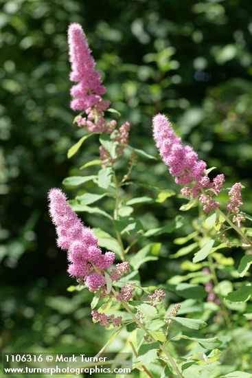 Spiraea douglasii