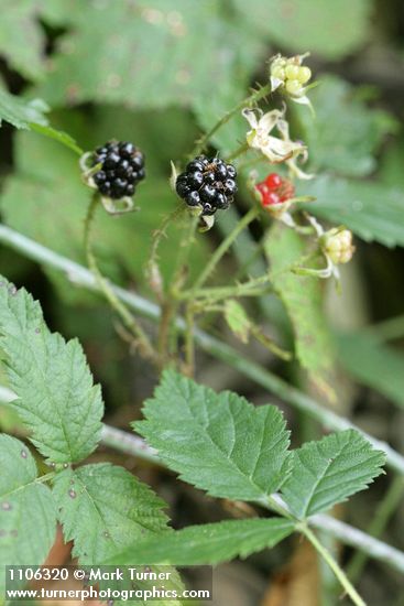 Rubus ursinus