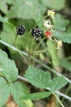 Trailing Blackberry fruit among foliage