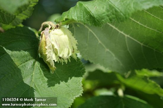 Corylus avellana